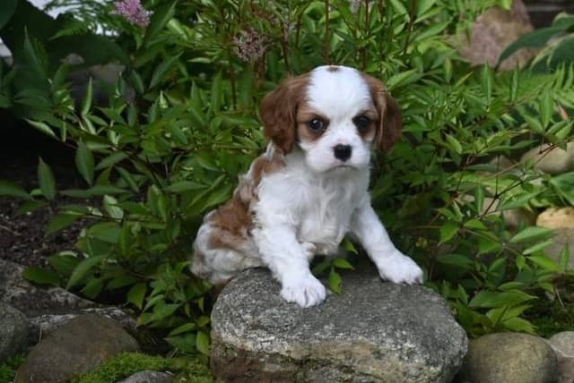 AKC Cavalier King Charles Spaniel Puppies media 5