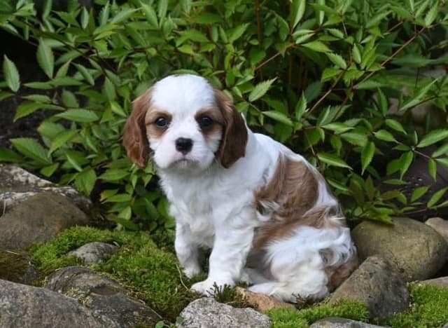 AKC Cavalier King Charles Spaniel Puppies media 6