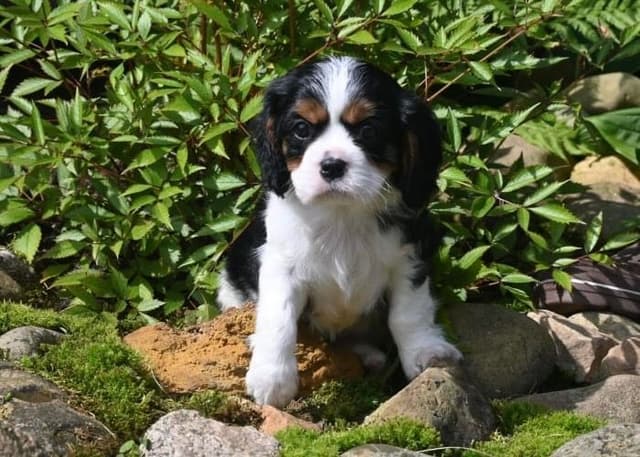 AKC Cavalier King Charles Spaniel Puppies media 7