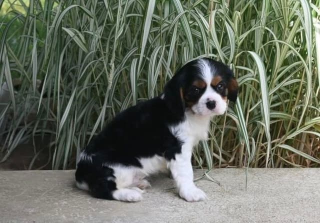 AKC Cavalier King Charles Spaniel Puppies media 8