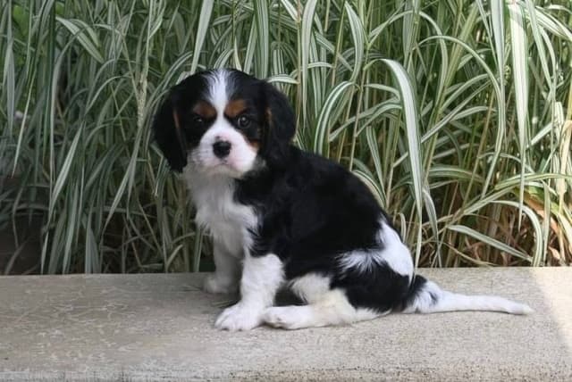 AKC Cavalier King Charles Spaniel Puppies media 9