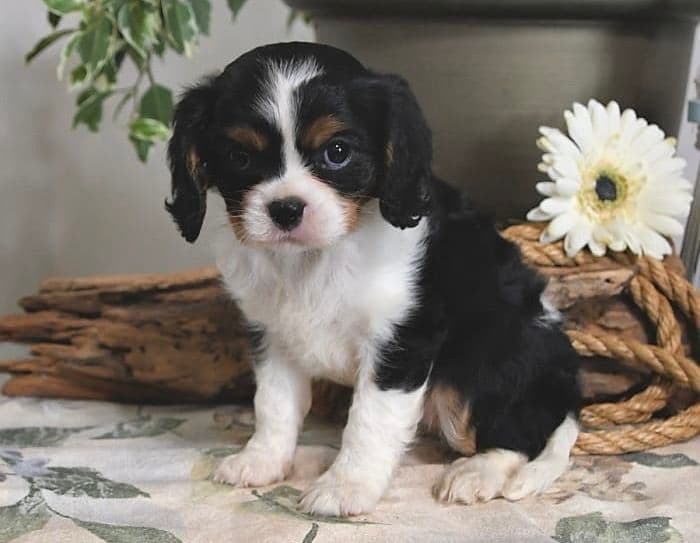 AKC Cavalier King Charles Spaniel Puppies breeder image 1