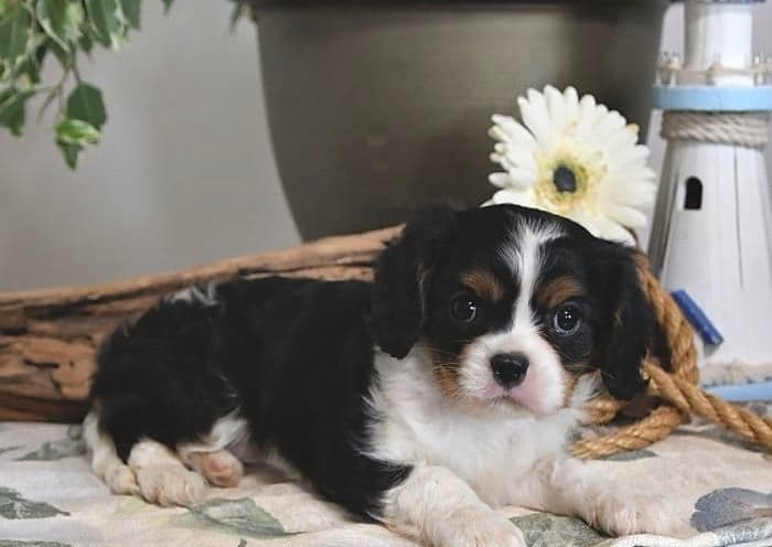 AKC Cavalier King Charles Spaniel Puppies breeder image 2