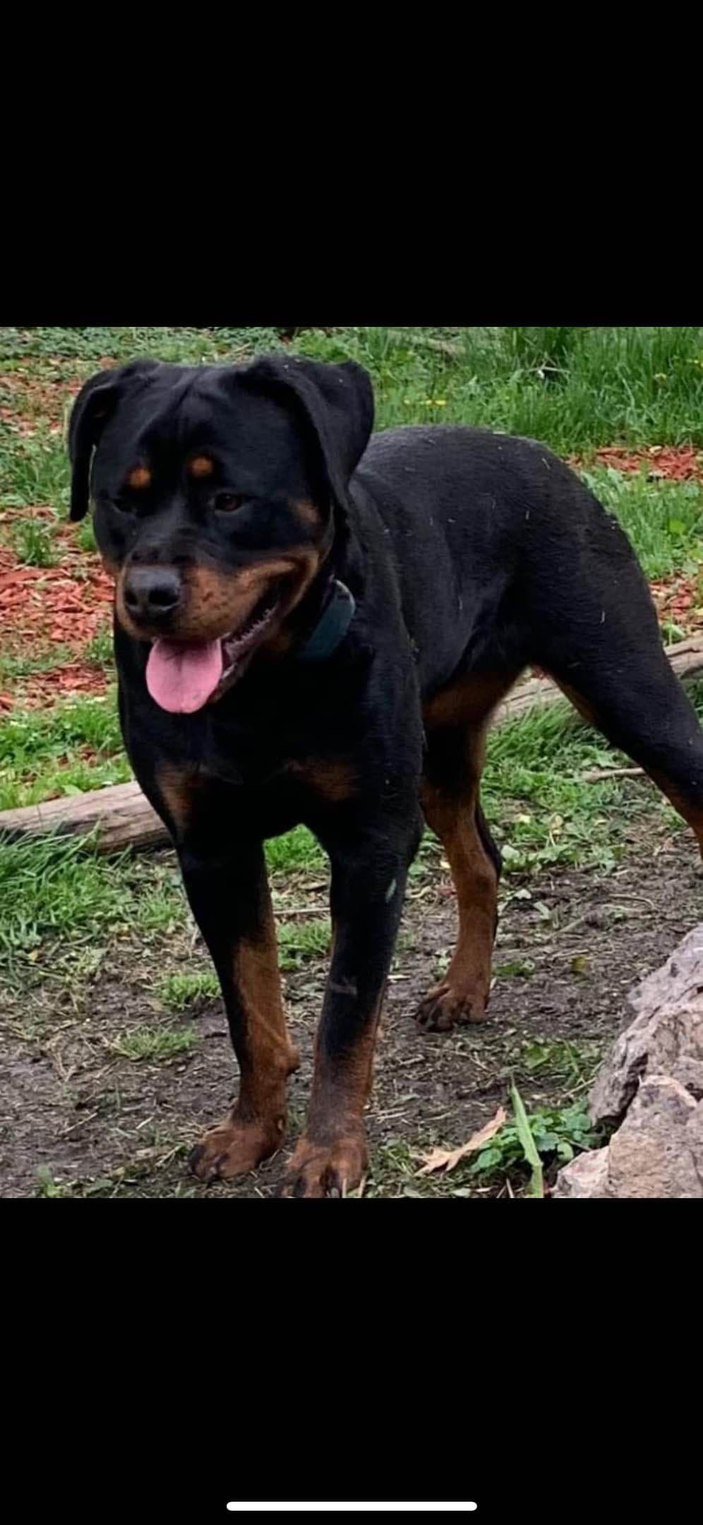 Rottweiler Puppies breeder image 2
