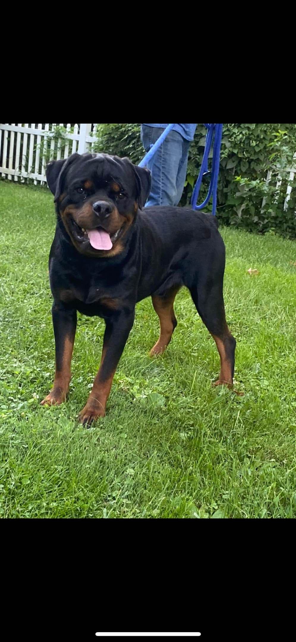 Rottweiler Puppies breeder image 3