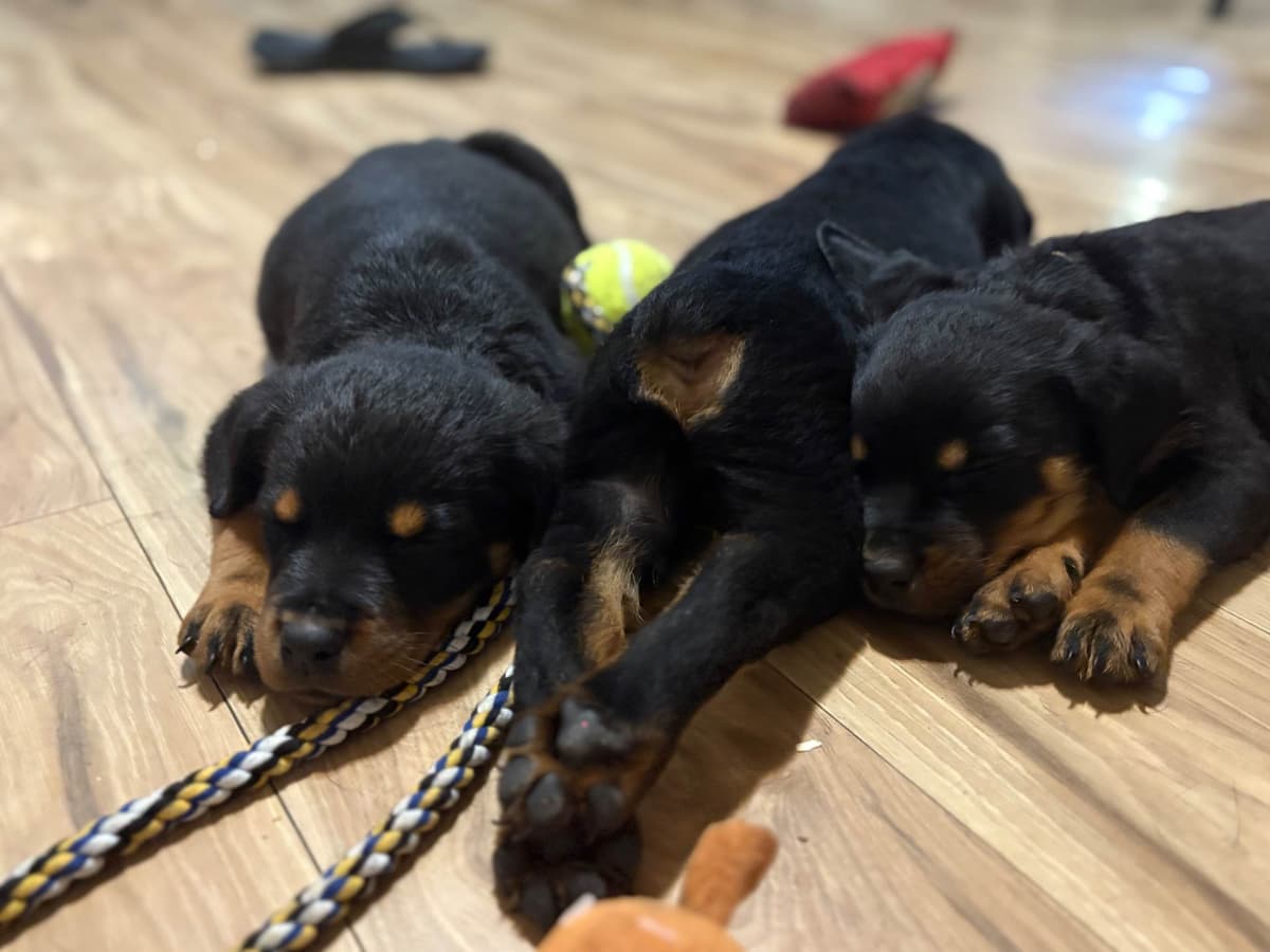Rottweiler Puppies breeder image 4