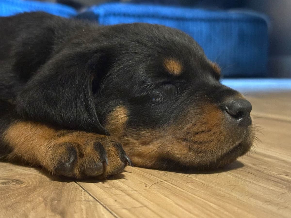 Rottweiler Puppies breeder image 5