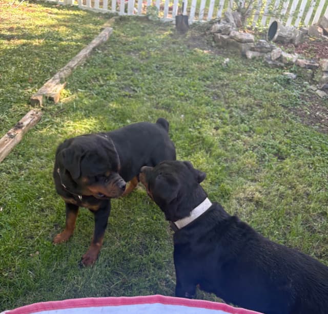 Rottweiler Puppies media 2