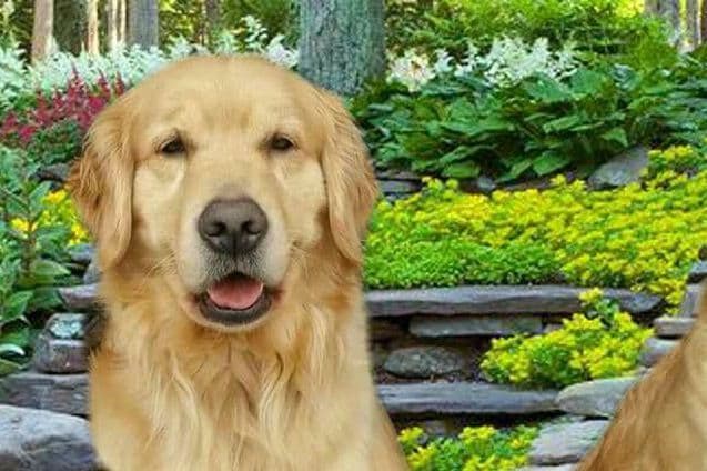 Golden Retriever Puppies breeder image 1