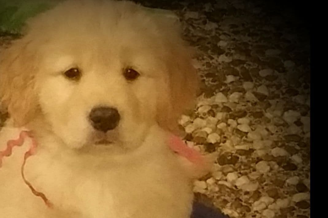 Golden Retriever Puppies breeder image 4