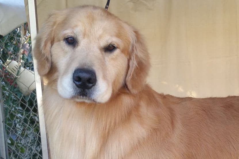 Golden Retriever Puppies breeder image 3