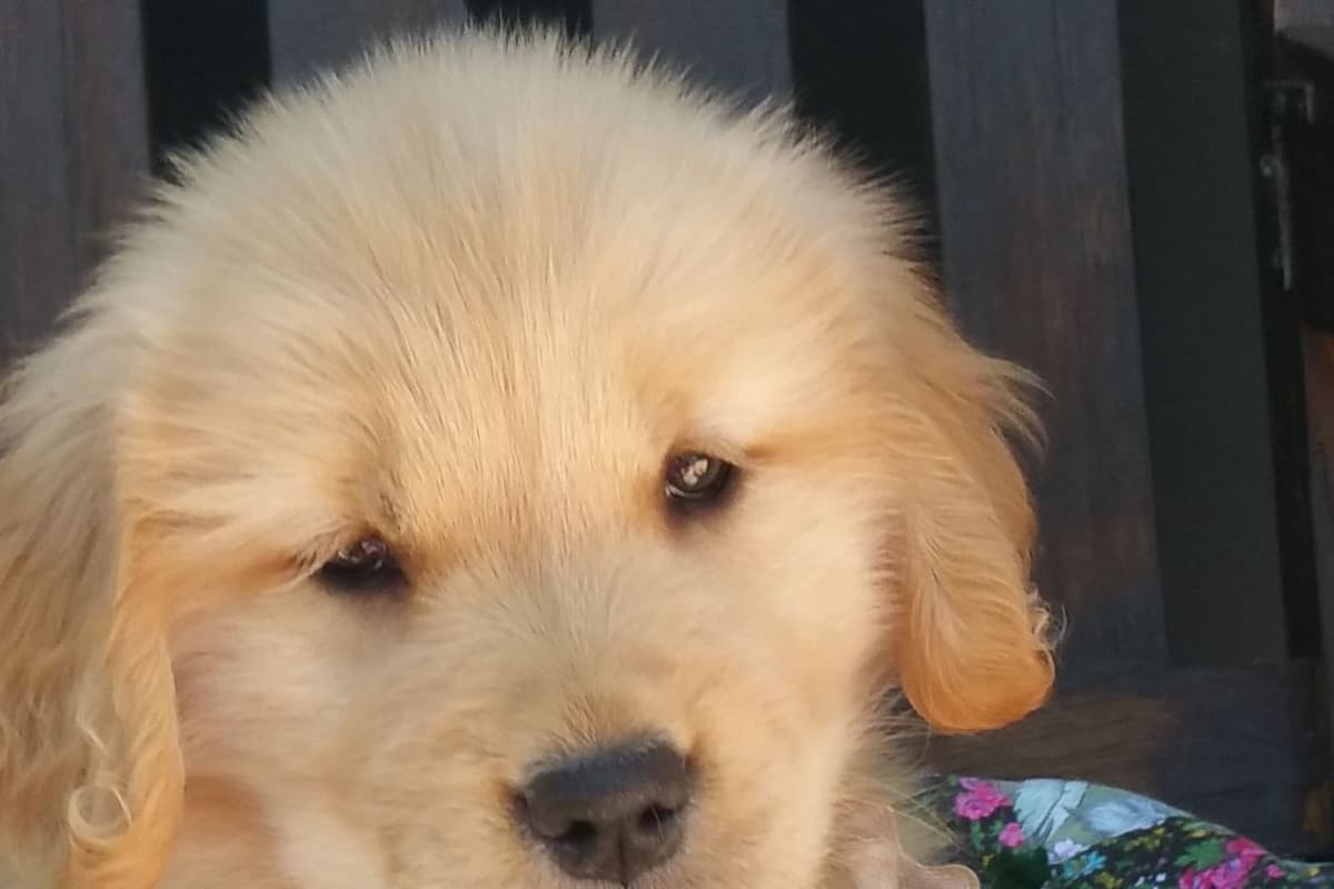Golden Retriever Puppies breeder image 2