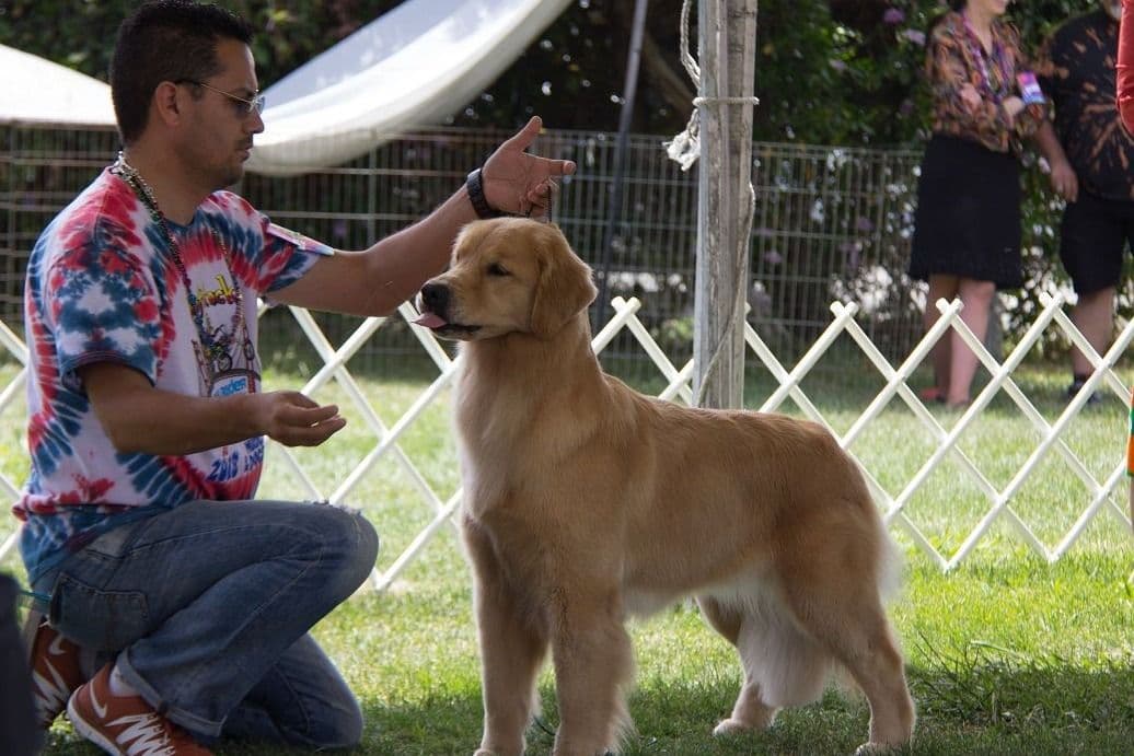 Golden Retriever Puppies breeder image 5