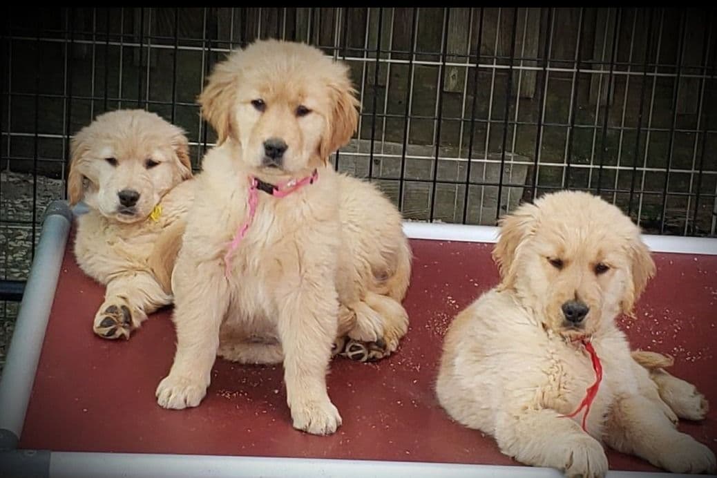 Golden Retriever Puppies breeder image 6
