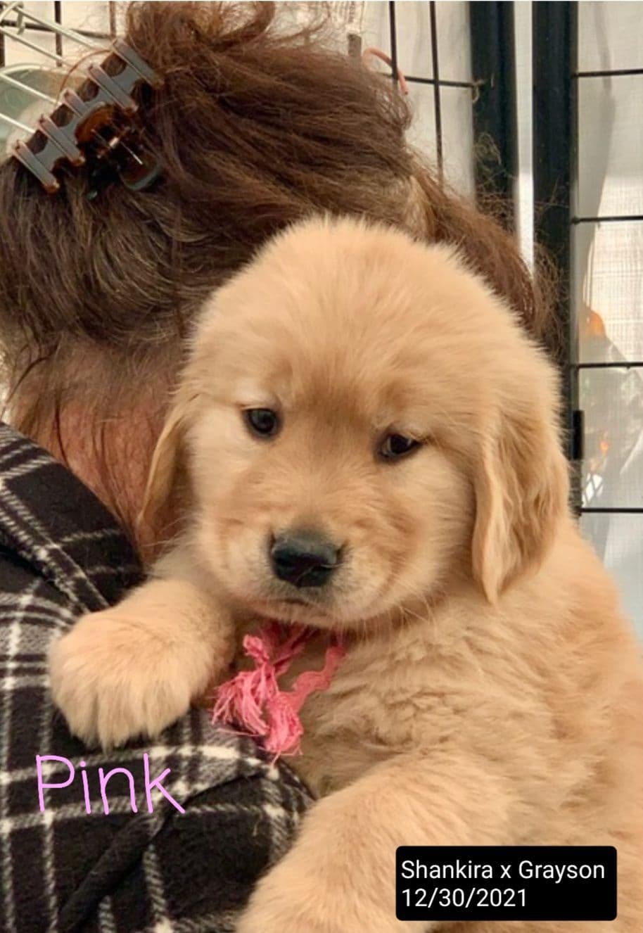 Golden Retriever Puppies breeder image 8