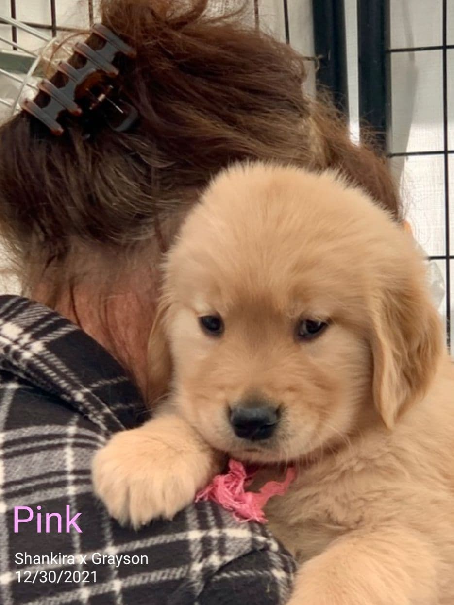 Golden Retriever Puppies breeder image 9