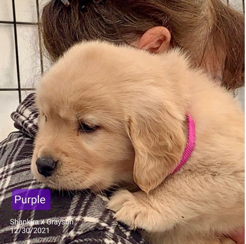 Golden Retriever Puppies breeder image 10