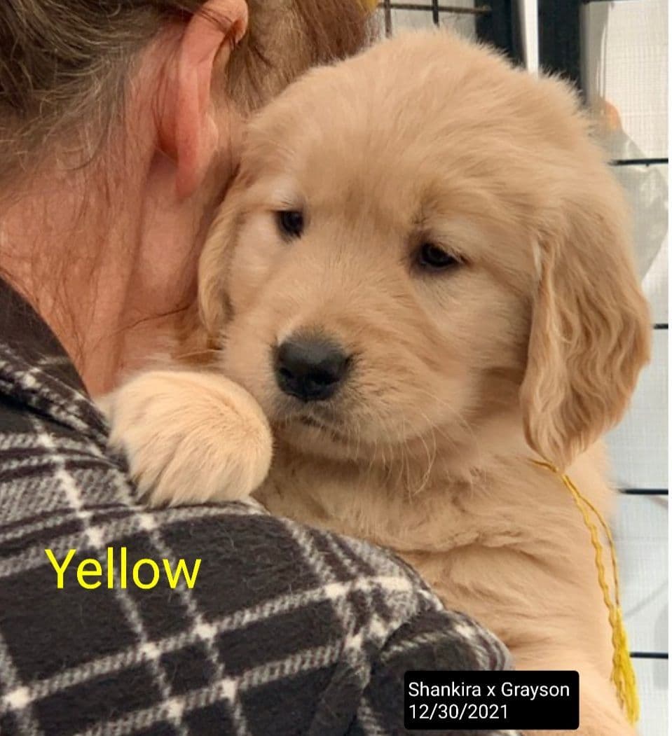 Golden Retriever Puppies breeder image 11