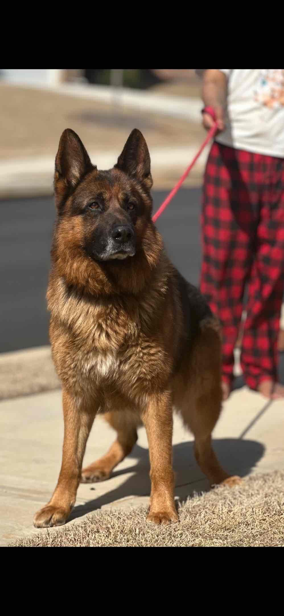 German Shepherd Dog Puppies breeder image 1