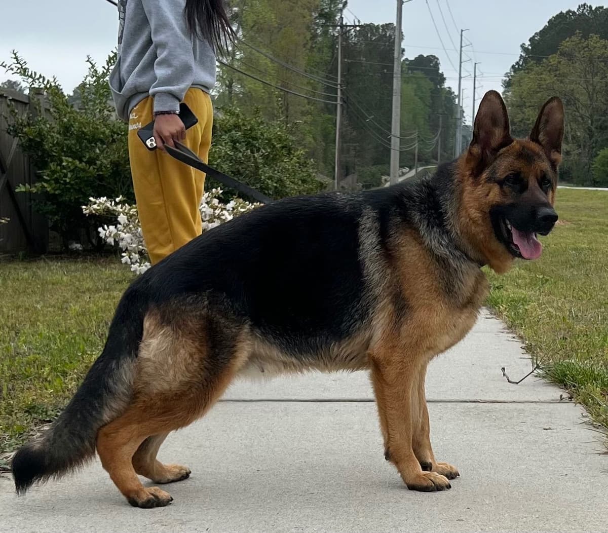 German Shepherd Dog Puppies breeder image 2
