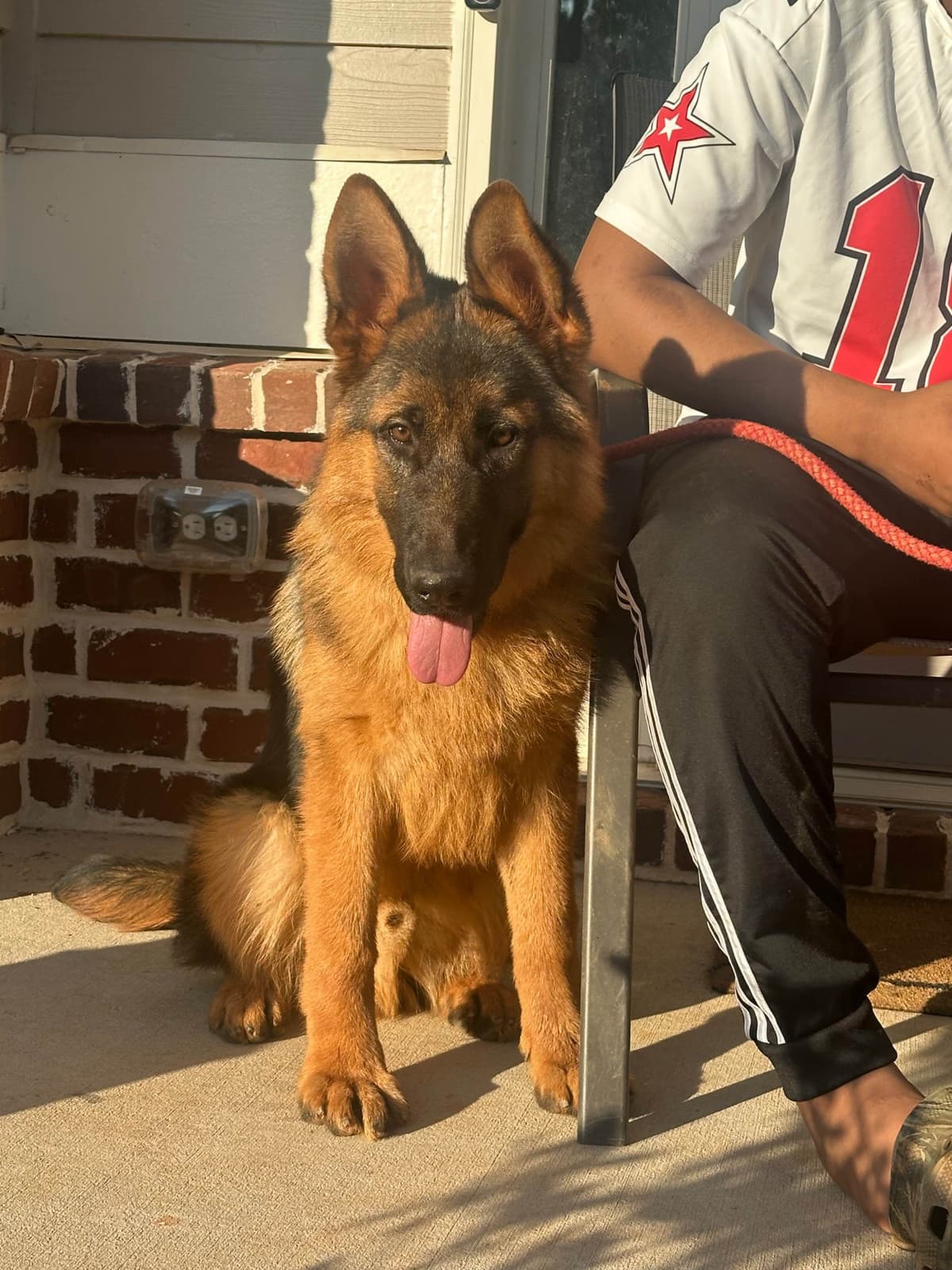 German Shepherd Dog Puppies breeder image 3