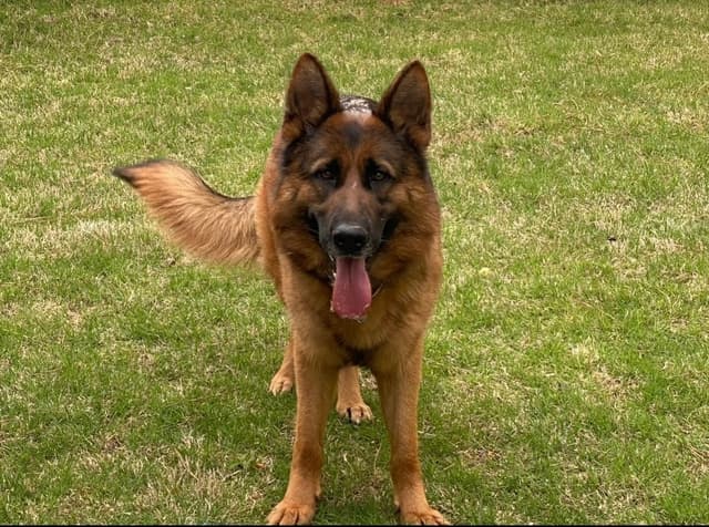 German Shepherd Dog Puppies media 4