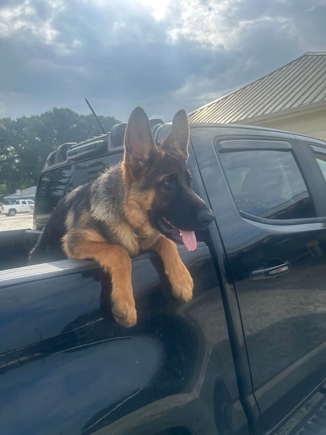 German Shepherd Dog Puppies media 2