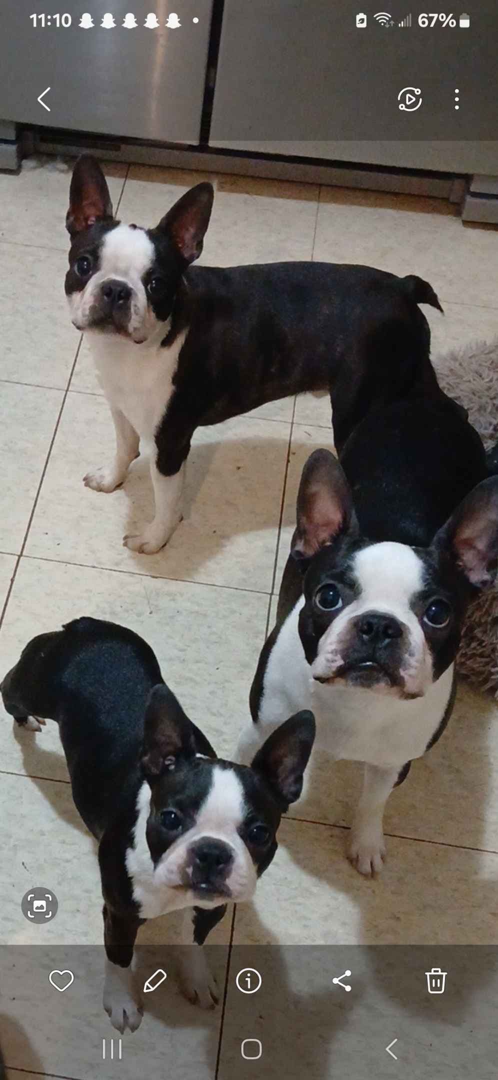 Bulldog Puppies breeder image 1