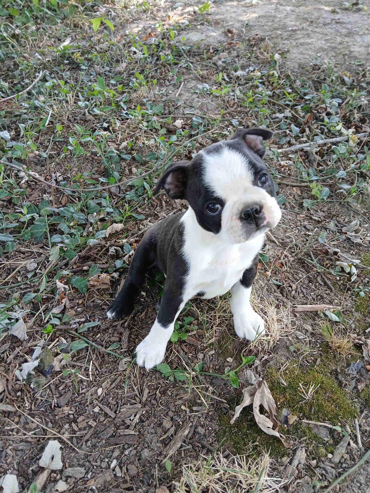 Bulldog Puppies breeder image 3