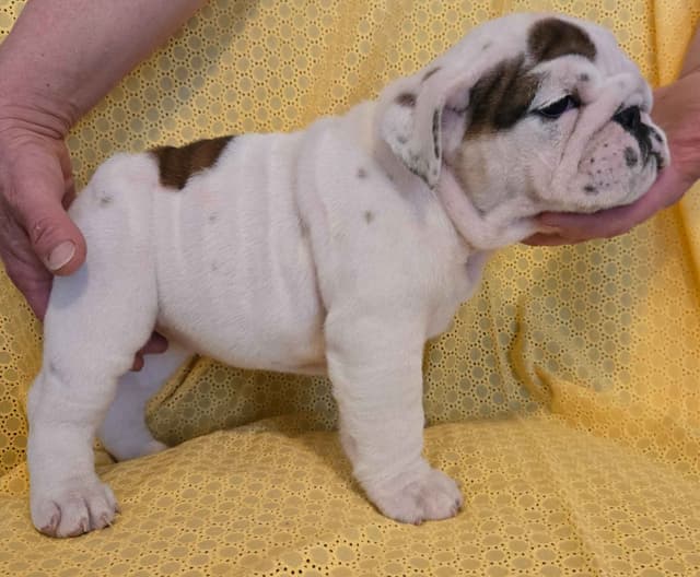Bulldog Puppies media 3