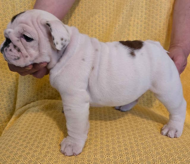 Bulldog Puppies media 4