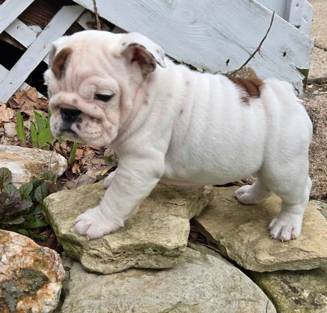 Bulldog Puppies media 5
