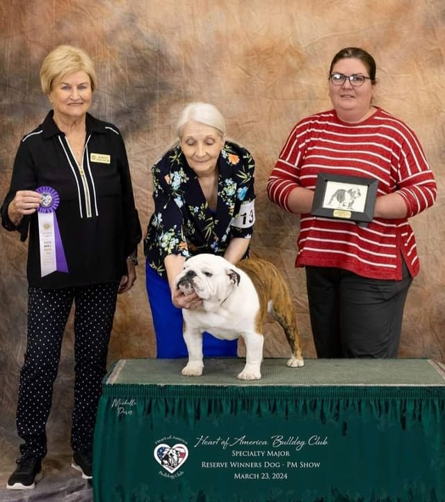 Bulldog Puppies media 6