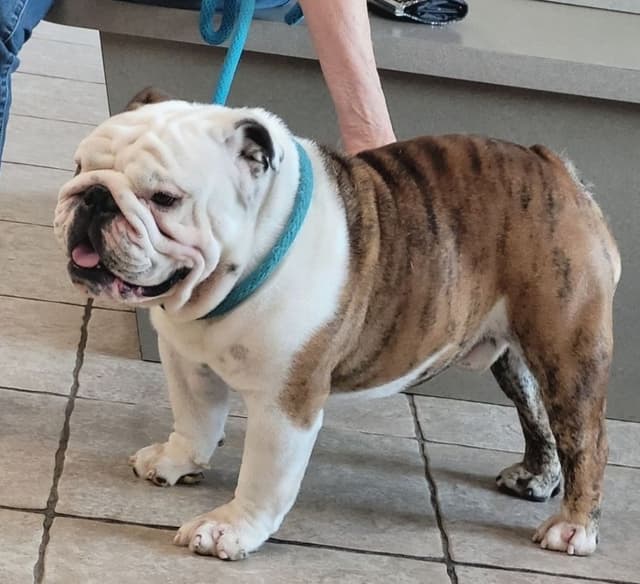 Bulldog Puppies media 7