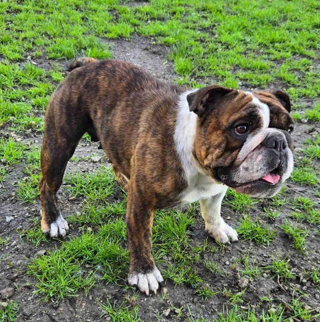 Bulldog Puppies media 8