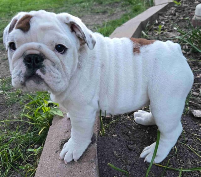 Bulldog Puppies media 9