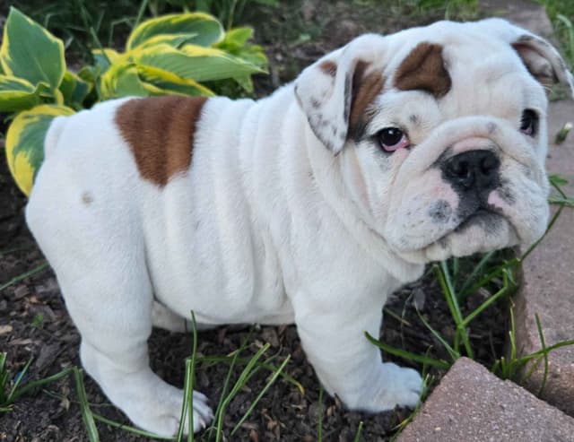 Bulldog Puppies media 10