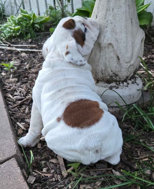 Bulldog Puppies media 12