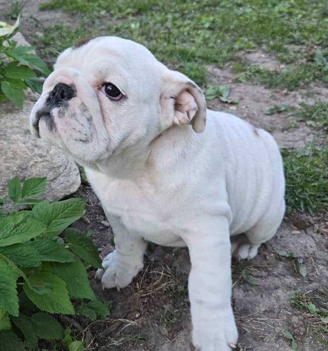 Bulldog Puppies media 13