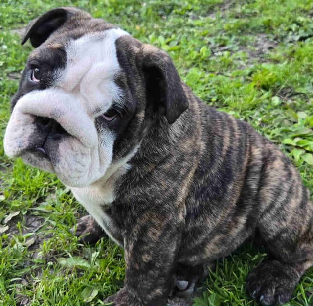 Bulldog Puppies media 14