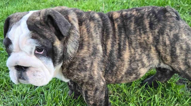 Bulldog Puppies media 15