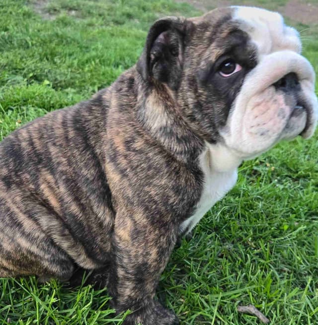 Bulldog Puppies media 16