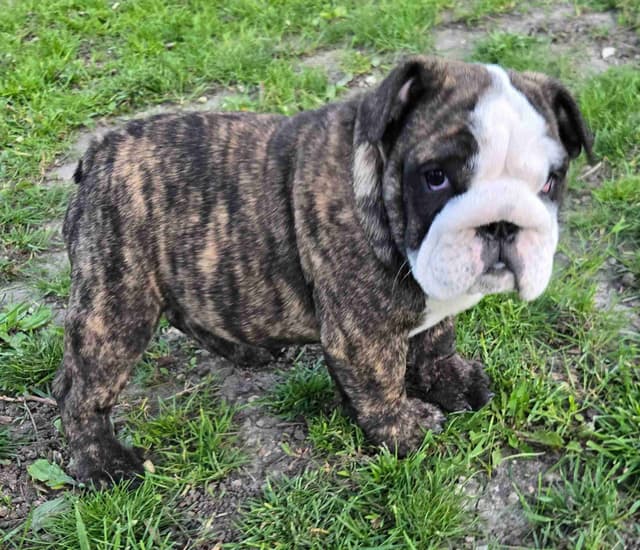 Bulldog Puppies media 18