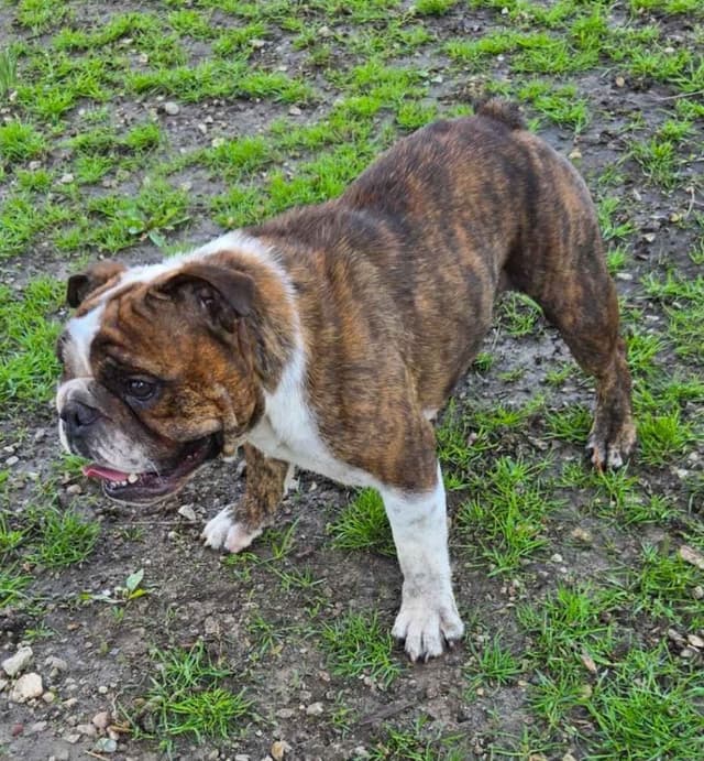 Bulldog Puppies media 17