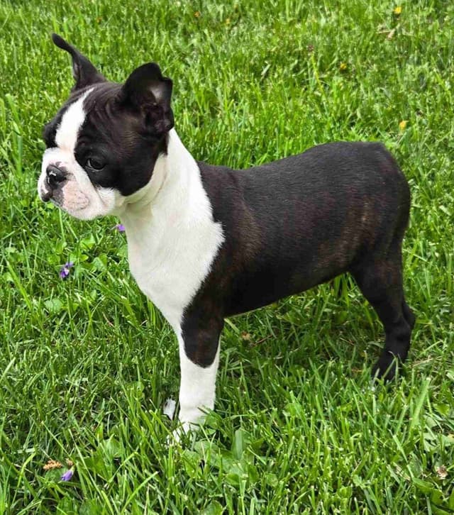 Boston Terrier Puppies media 2