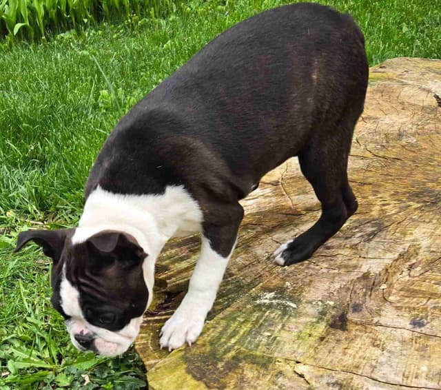 Boston Terrier Puppies media 3
