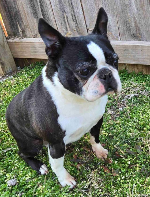 Boston Terrier Puppies media 4