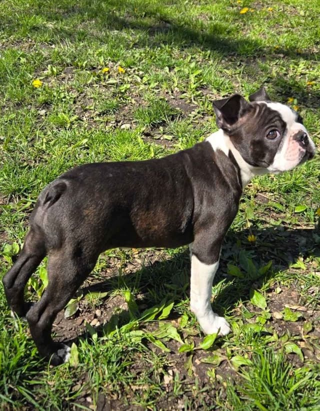 Boston Terrier Puppies media 5