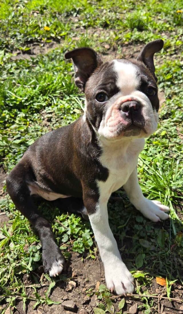 Boston Terrier Puppies media 7