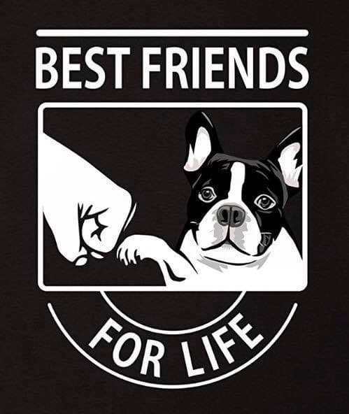 Boston Terrier Puppies breeder image 1